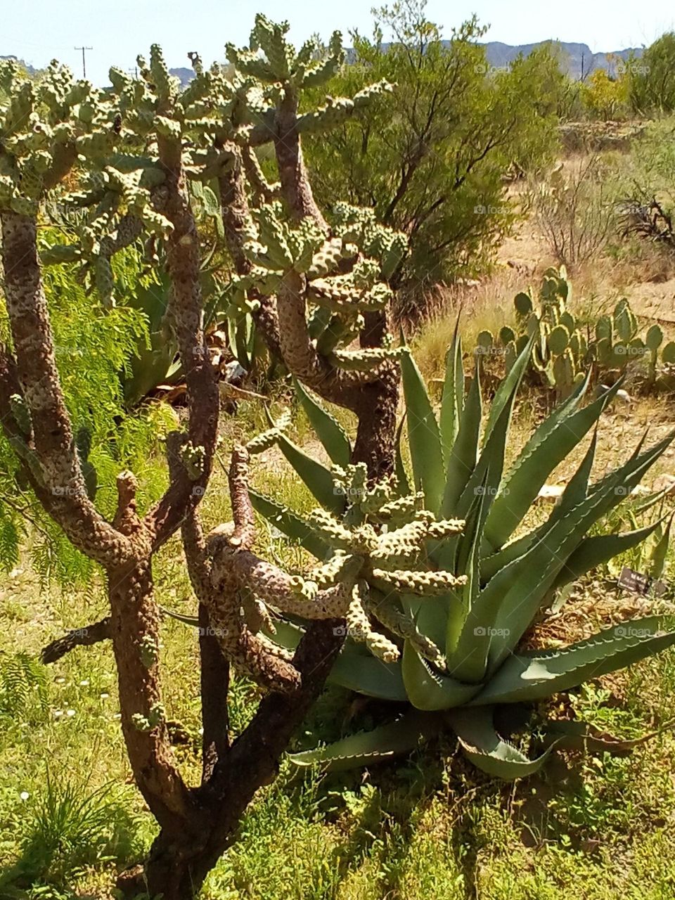 Opuntia Fulgida Cactus