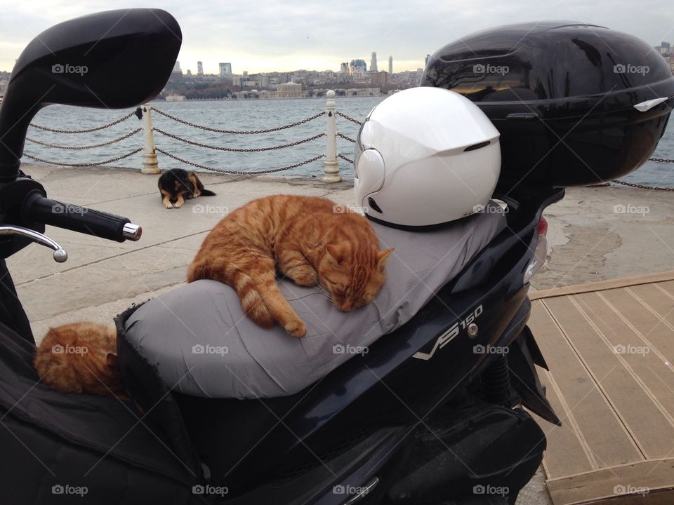 Red cat at the motorcycle 