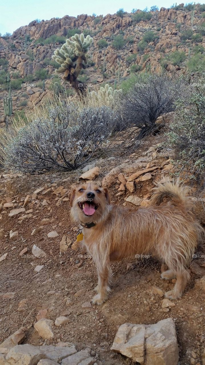 Dog In Desert. Dog hiking Sunrise Trail  in Scottsdale Arizona  McDowell Mountains