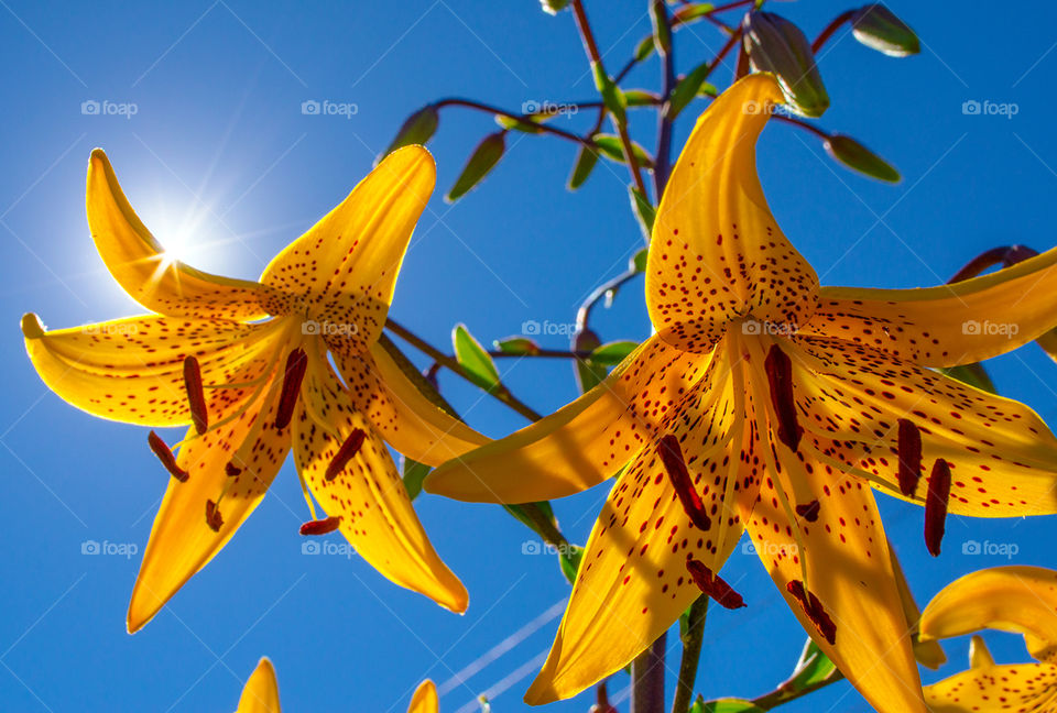Tiger Lilies in the Sun
