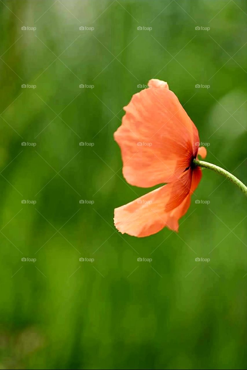 Close up on a red Poppy photographed sidewise with a green bokeh background