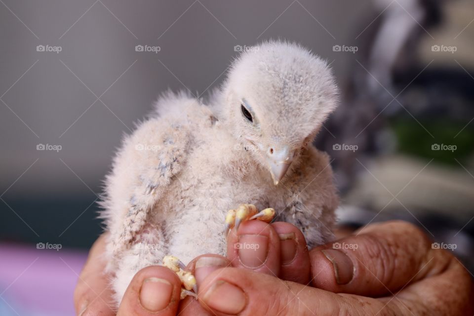 Baby raptor held in human hand (wildlife rescue)