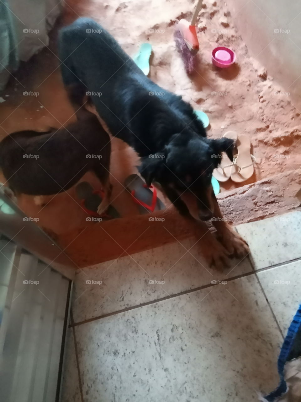 Cachorrinhos manhosos