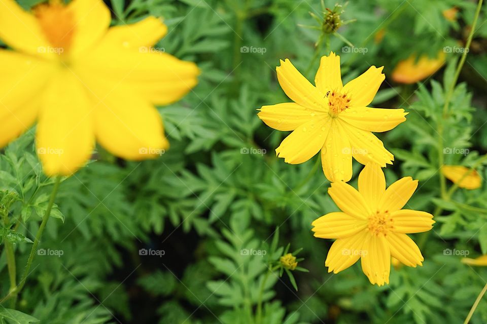 Cosmos flowers. Closed up of cosmos in a flower garden after the rain. refreshing and summer concept.
