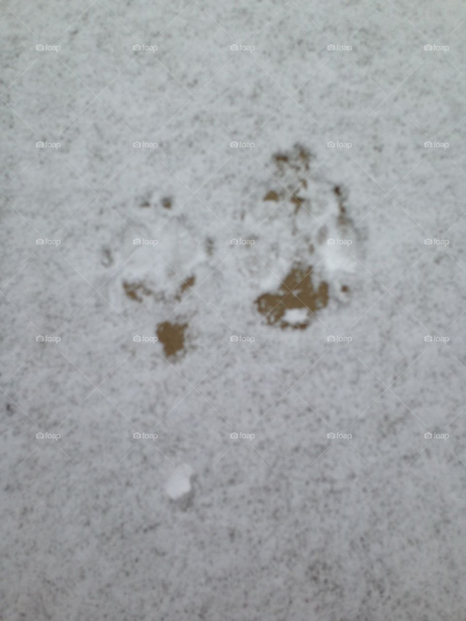 Puppy prints in the snow