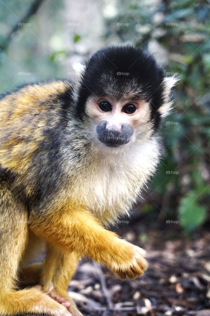 gold fur monkey