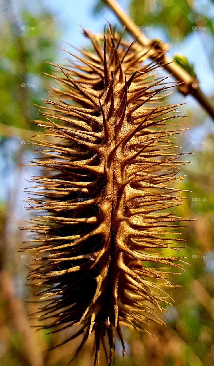 alamanda seed - botanical garden - Jundiai