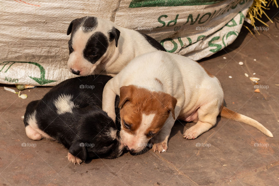 When I was crossing the road, I saw this cute puppies playing along with their siblings.