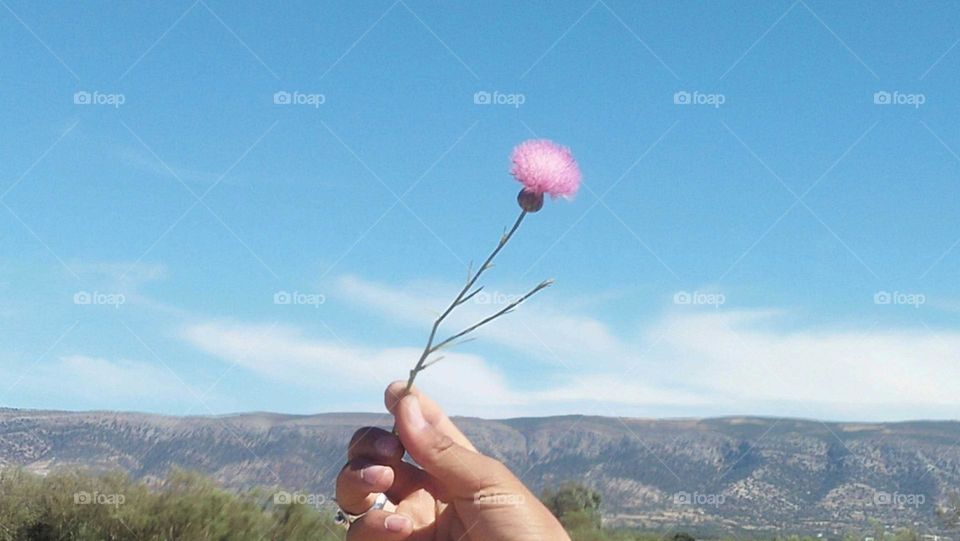 Beautiful mauve flower embraced blue sky.