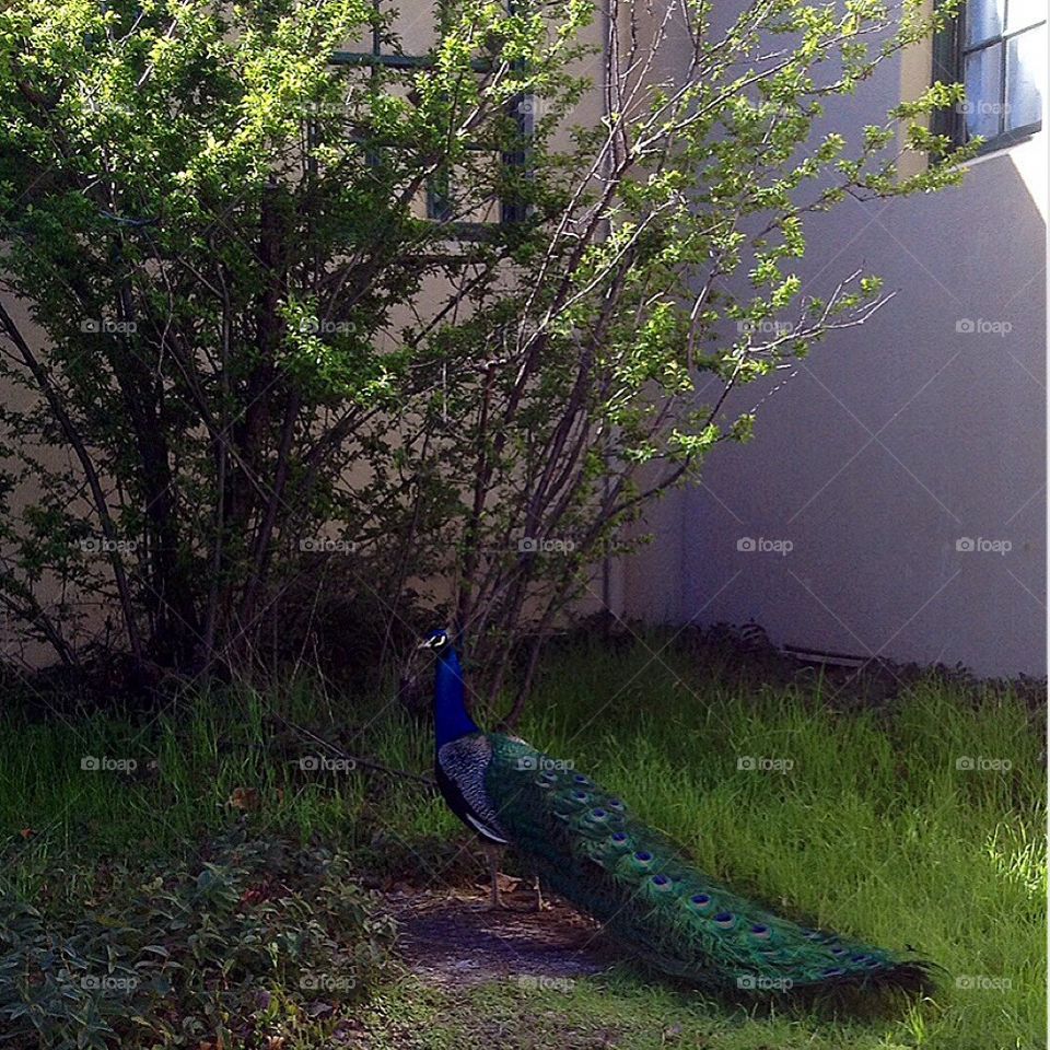 Peacock Shadow