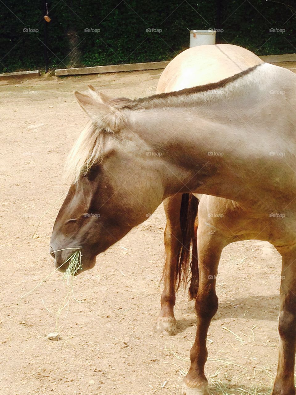 Only 100 left in the world