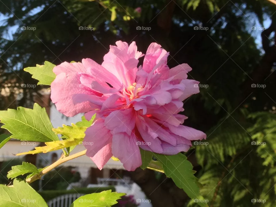 flower