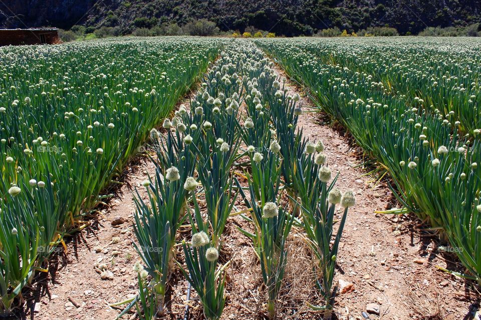 An African onion farm 