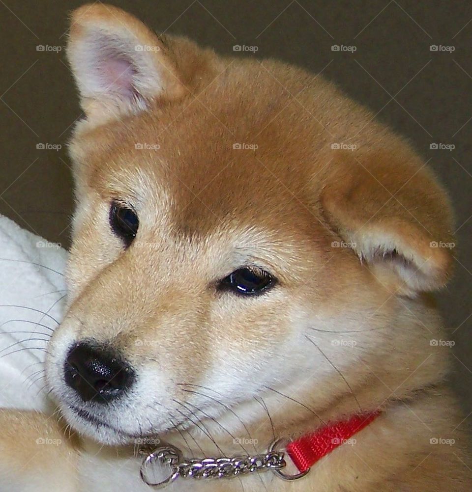 Shiba Puppy