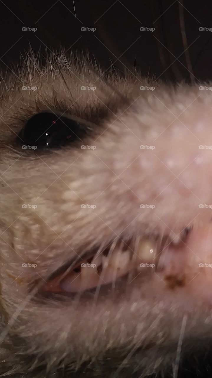 teeth opossum