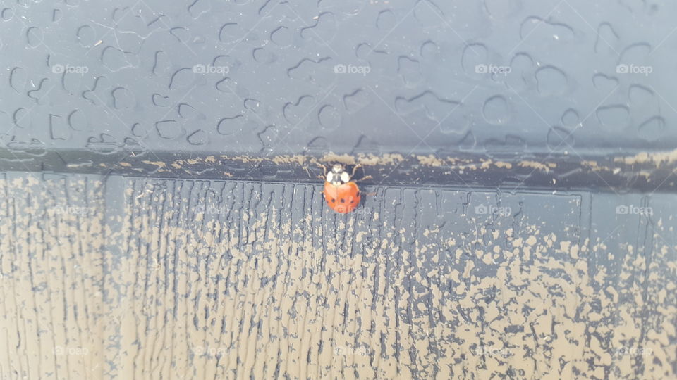 ladybug ladybird
