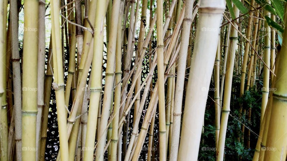 Bamboo