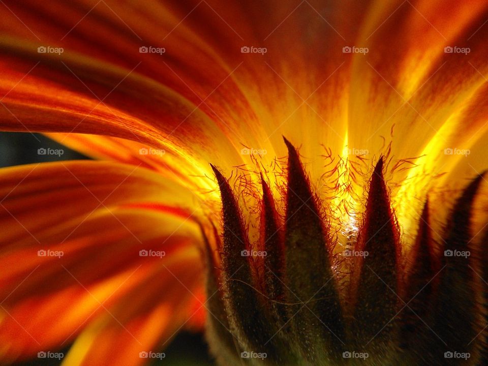 calendula 