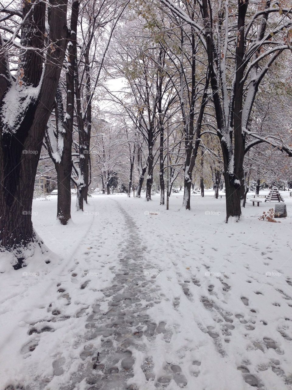winter tree cold park by severina1