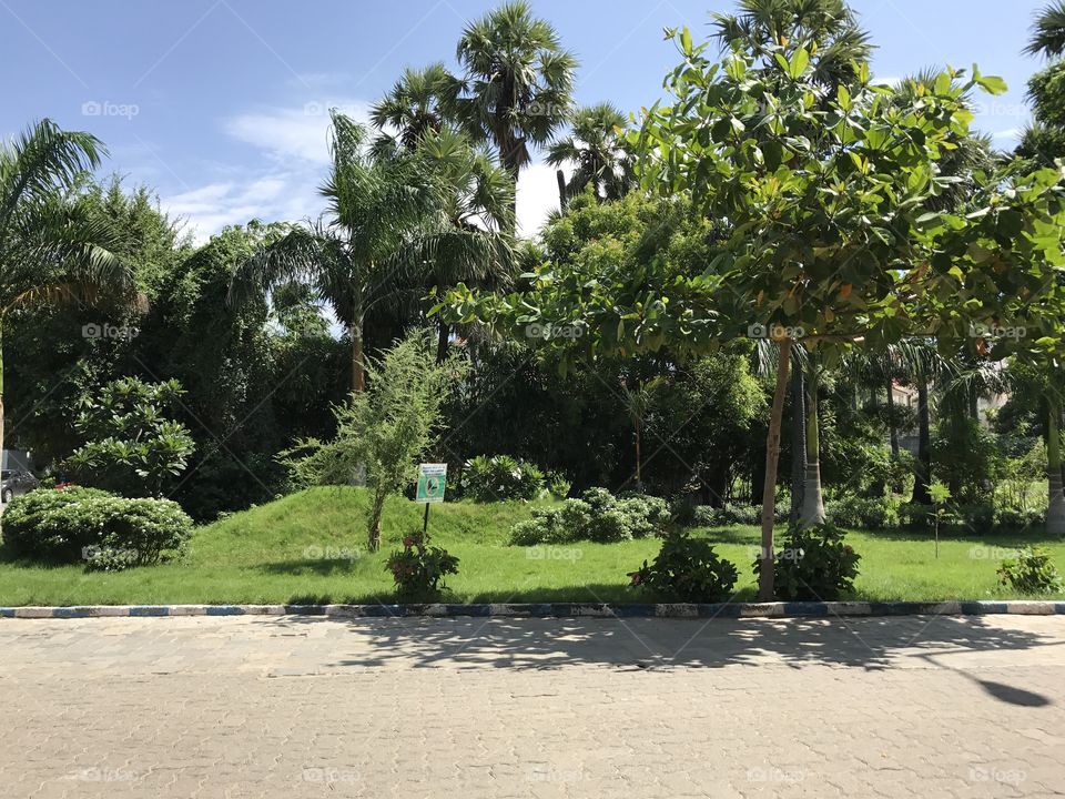 Garden in university 