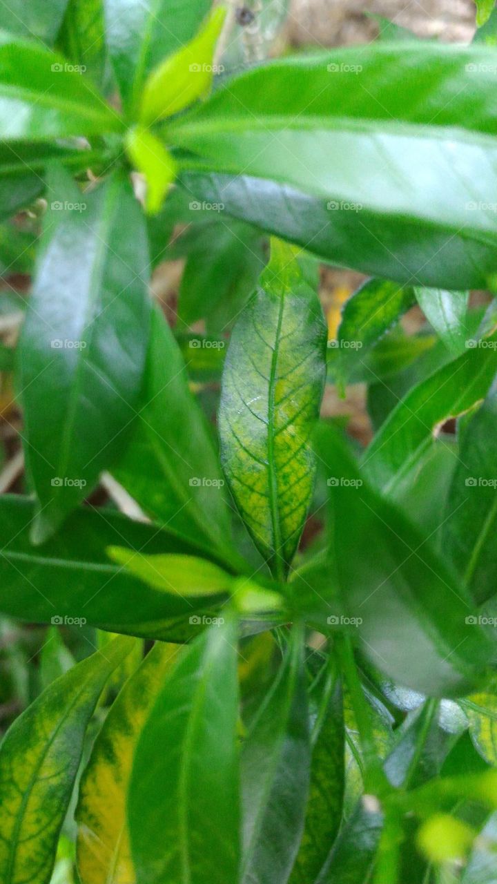 leaf
blade
mulch
playing card