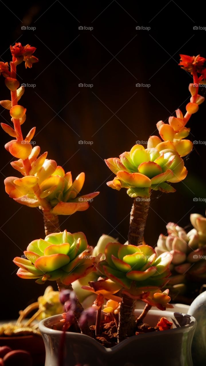 Succulent plant