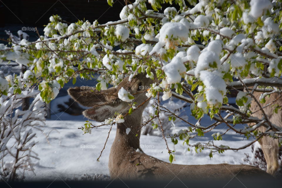 Deer in spring snow