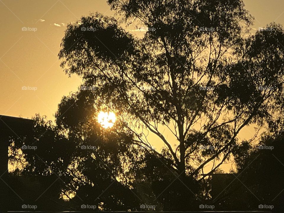 No one can stop someone’s talent.Like tree trying to stop the sun-rays.