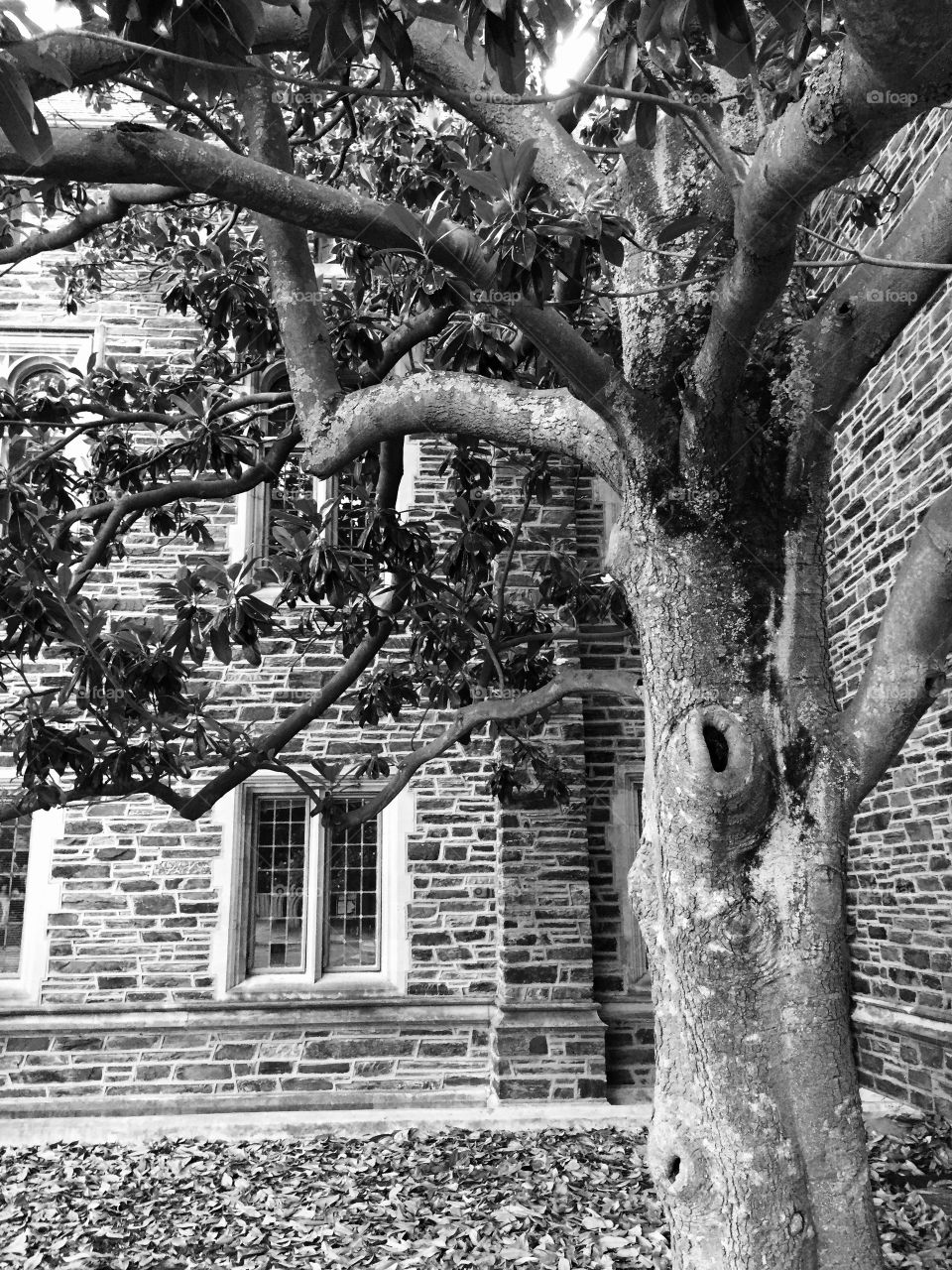 Duke University . Old tree