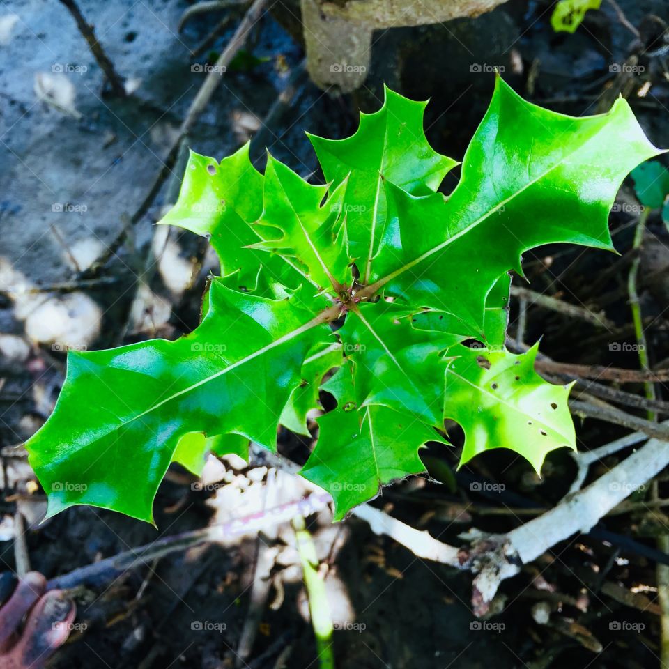 Thorn leafs 