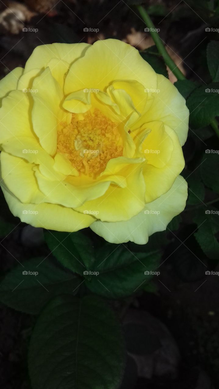yellow colour rose flower