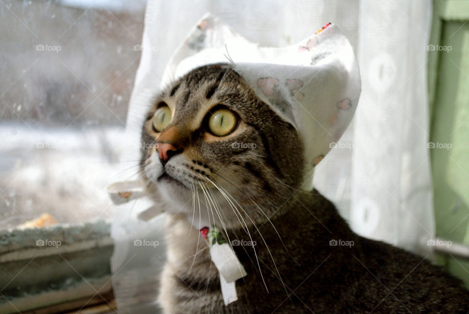 cat in hat