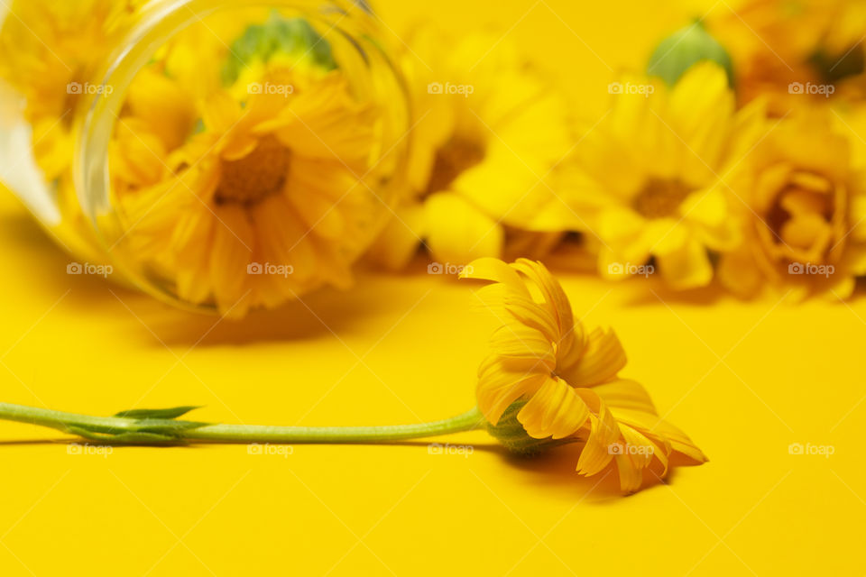 calendula (Calendula officinalis)  flowers in a glass jar on a yellow background. Background with Calendula. Medicinal herbs. Marigold flower with leaf.Alternative Medicine.