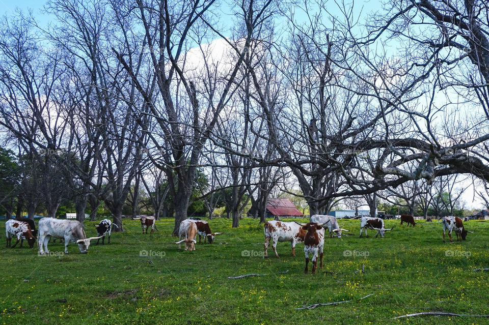 Texas Longhorns 