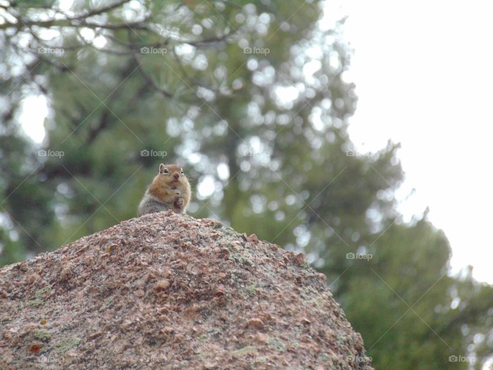 Tiny ground squirrel peeking from atop a rock. 