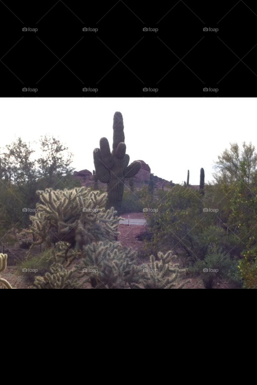 Cactus, desert, Az. Papago 