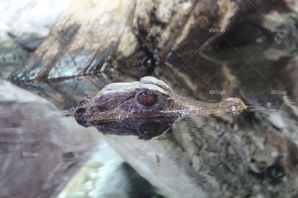 A small crocodile sticking its head out of the water of a pond with rocks behind it.
