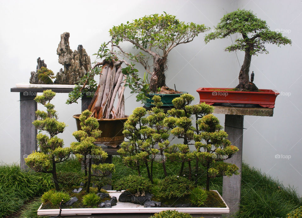 chinese trees japanese small by kshapley