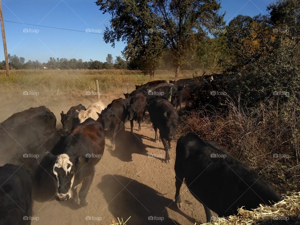 cattle following the feed truck