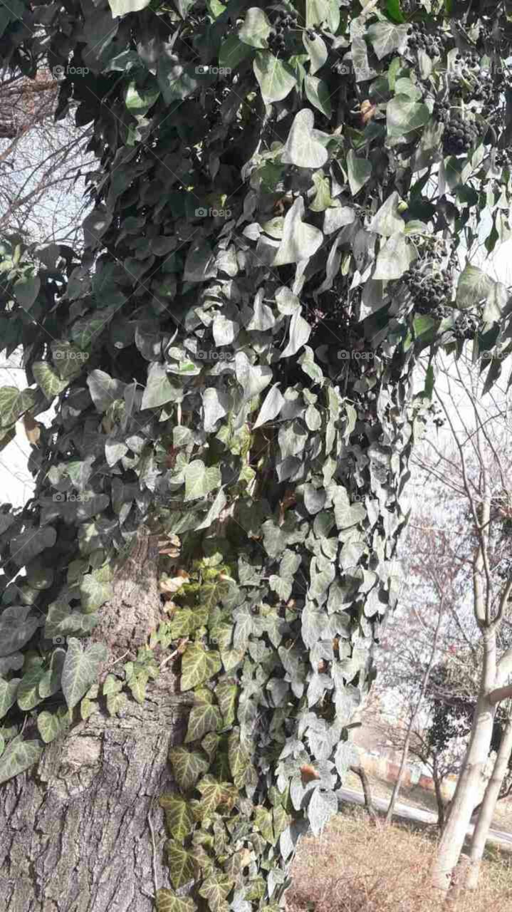 Fruit Tree Nature Leaves