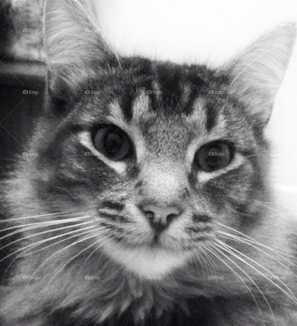 pretty face grey cat by Zita