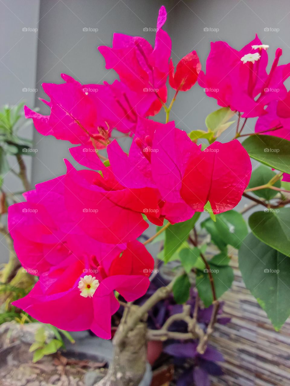 The most beautiful flower in Indonesia