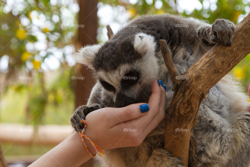 Lemur hand