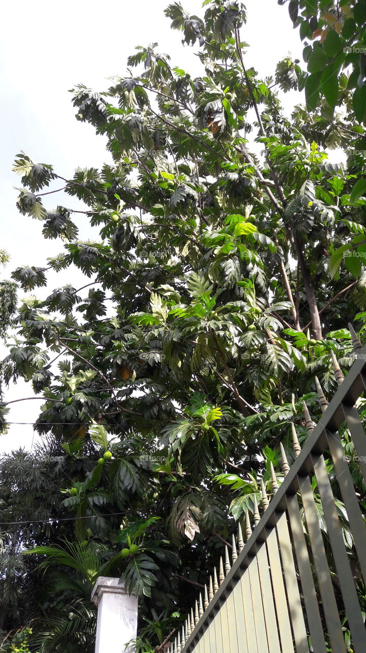 Breadfruit tree