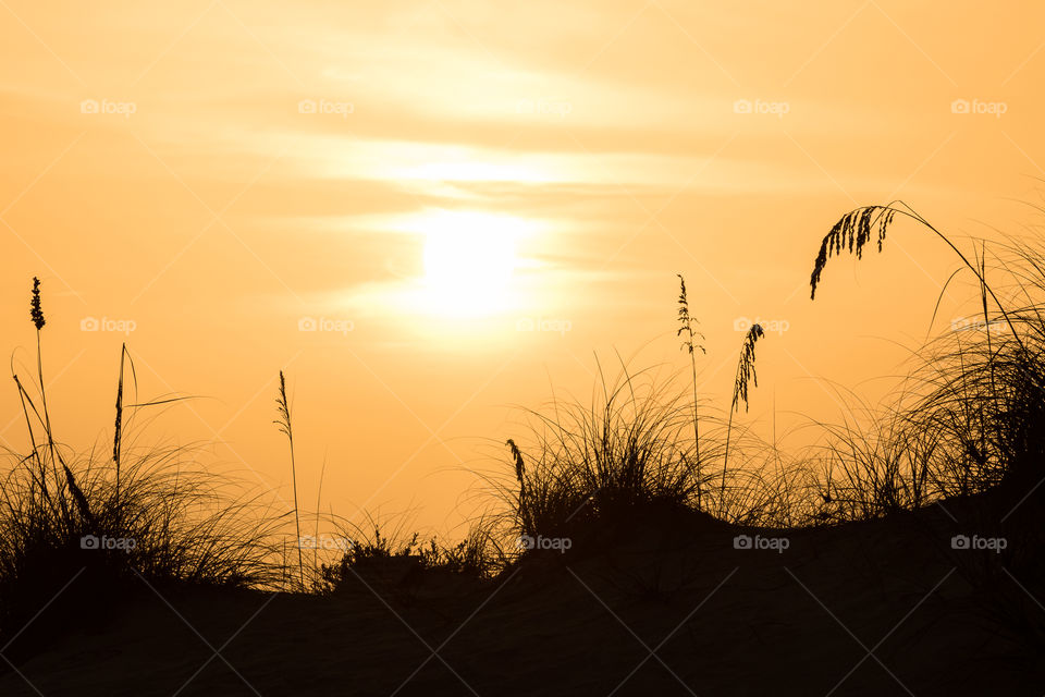 Silhouette of grass on sand dunes on the beach at sunset 