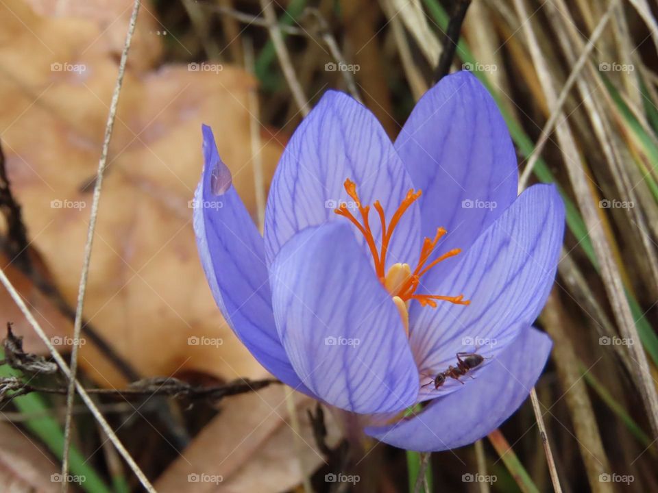 Autumn crocus