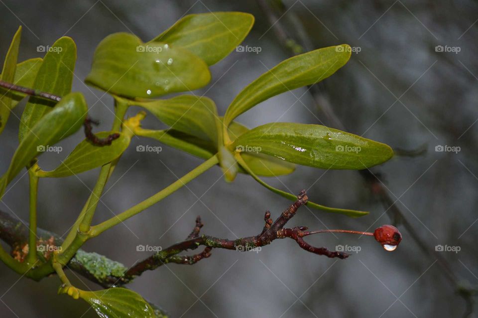 macro leaves in park