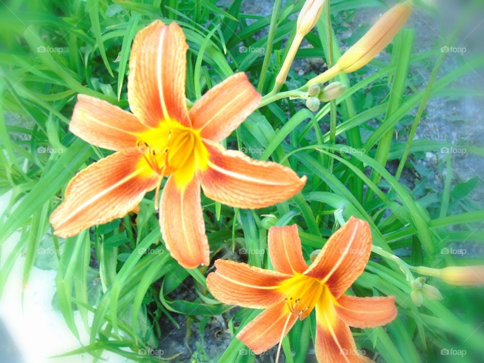 lilies