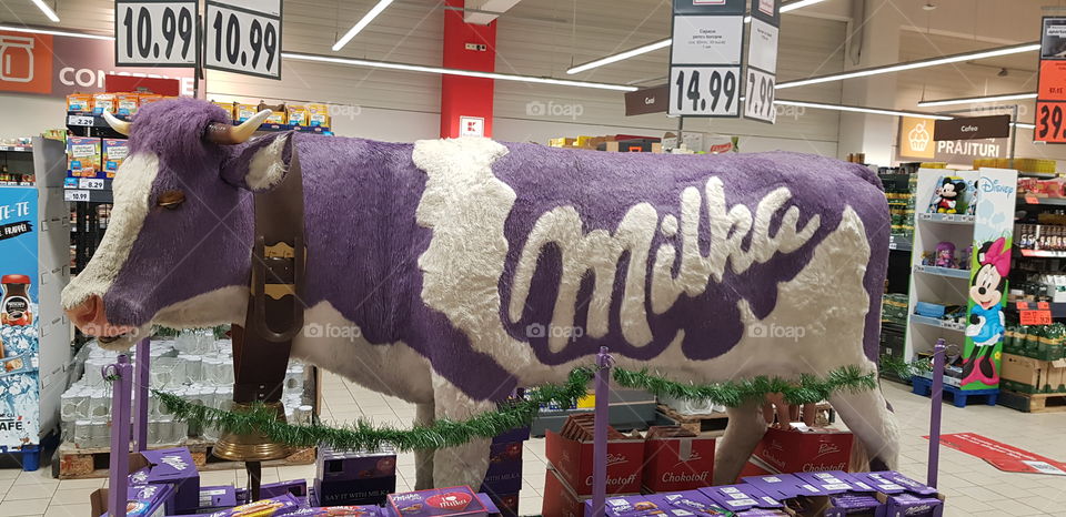 Milk cow in real dimension