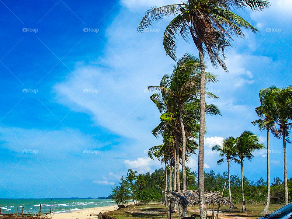 Row of plam trees on the seaside and wind